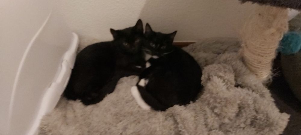 Gatinhos para adoção 4 meses