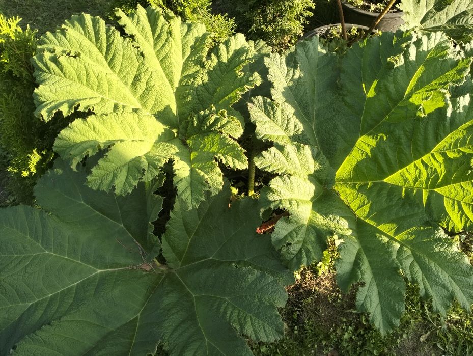 Gunnera olbrzymią Manicata