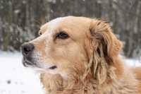 Piękny pies w typie golden retrievera szuka domu !!