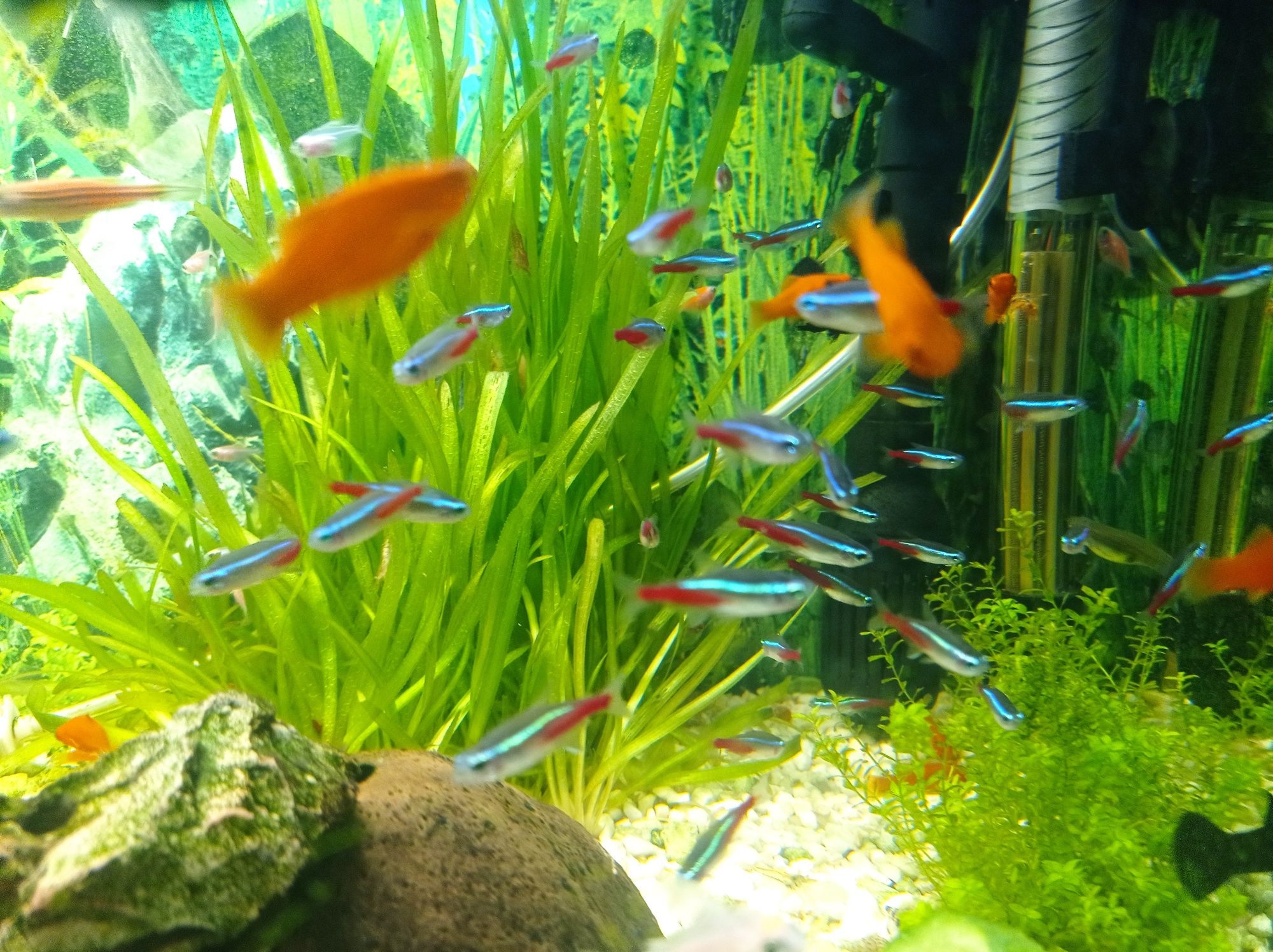 Neonki rybki do akwarium
