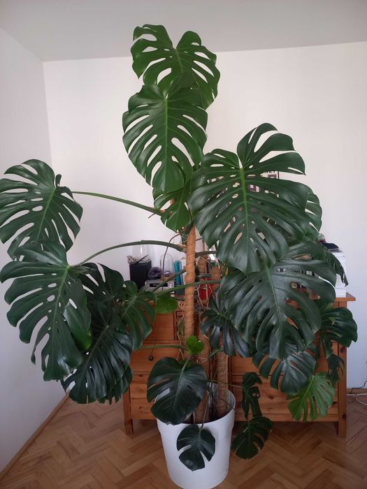 Monstera deliciosa, bardzo duża