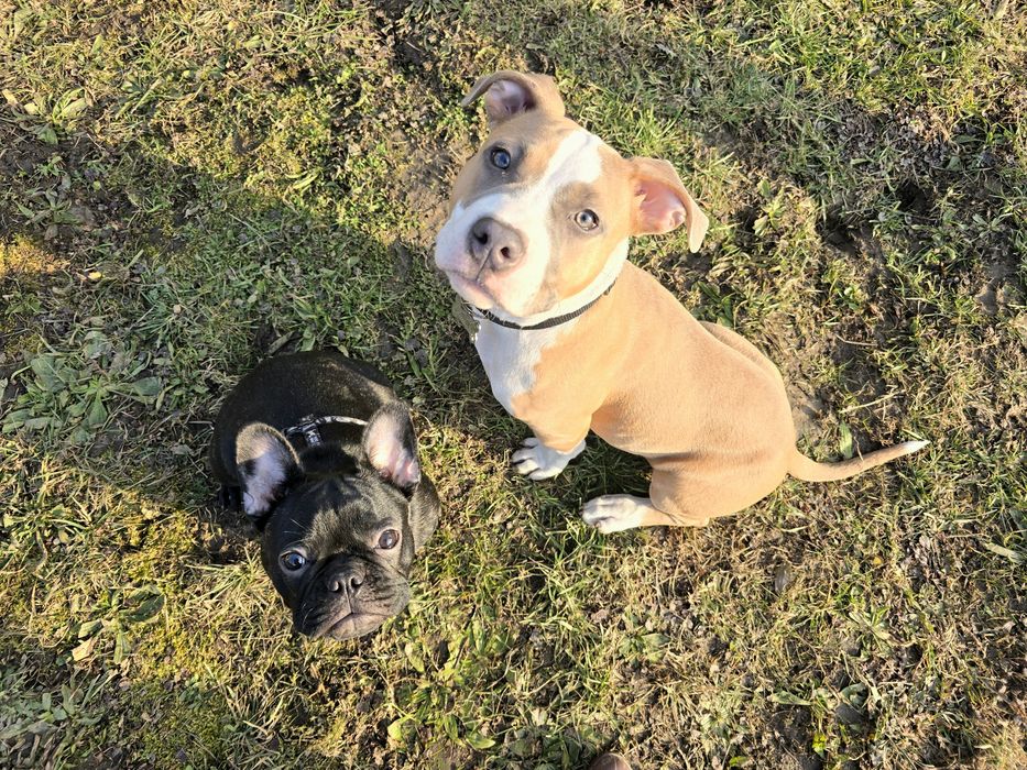 Szkolenie psów - Wodzisław Śląski