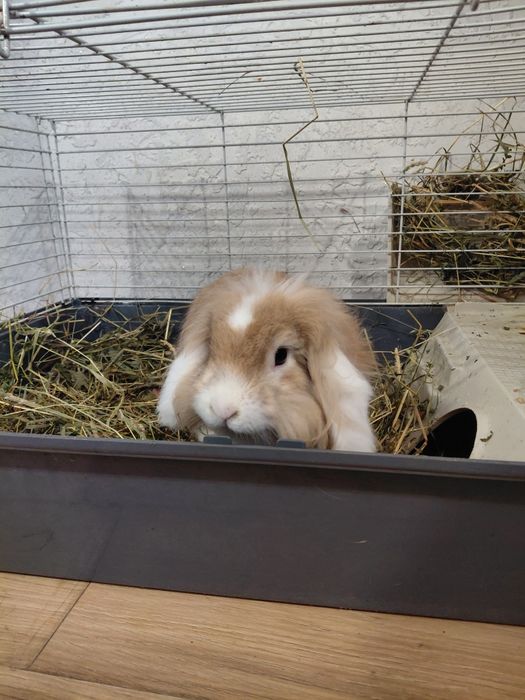 Продам гарну клітку із кроликом