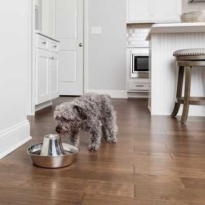 PetSafe poidło dla kota