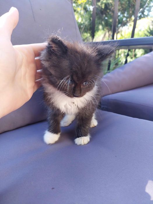 Oddam koty w dobre ręce