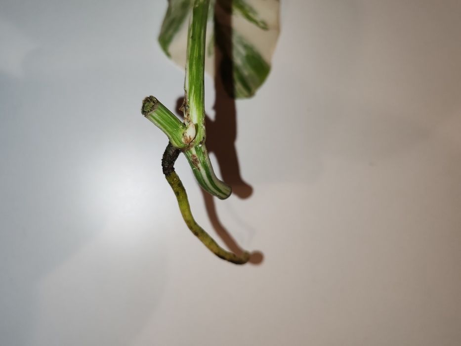 Monstera Deliciosa Variegata sadzonka