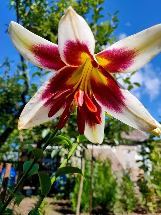 Лилия дерево гигант , садовые ОТ гибриды