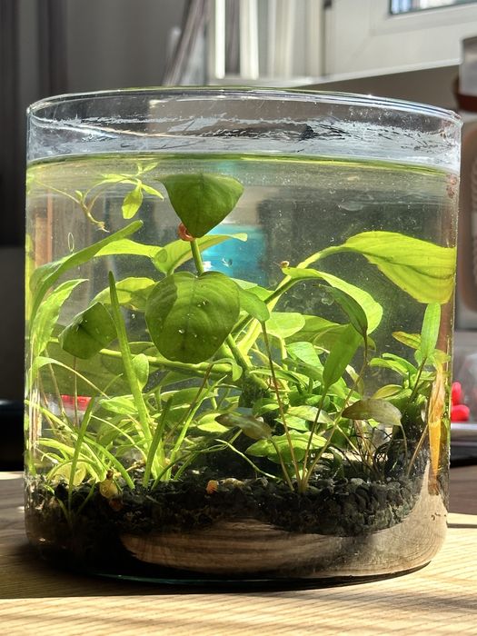 Міні креветочник