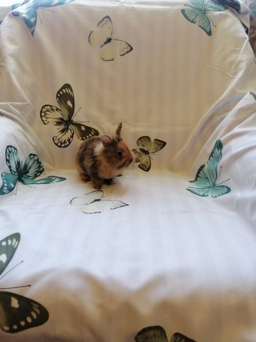 Króliczek karzełek Teddy