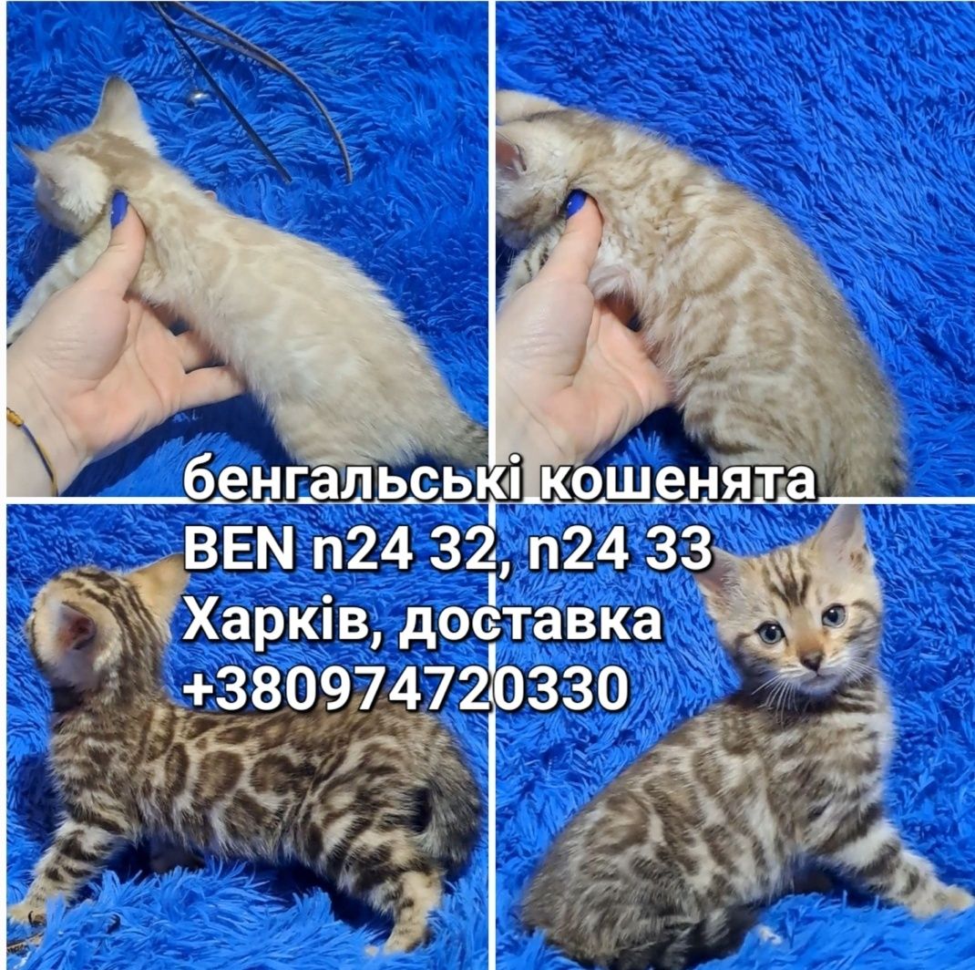 Бенгальский котик кот