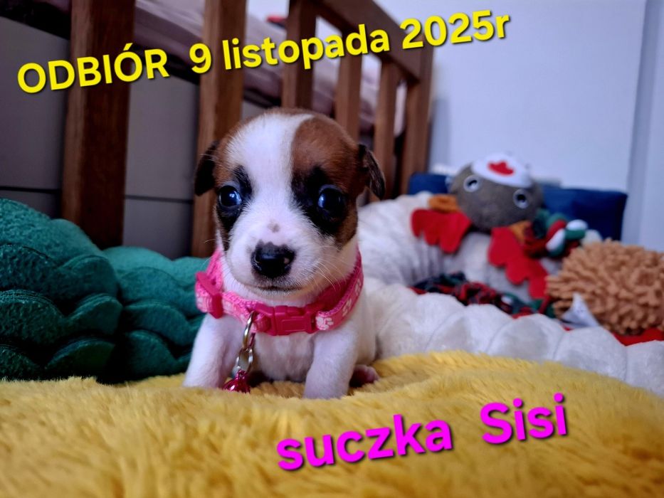 Malutka Sisi Jack JUŻ DO ODBIORU tata FCI RODZICEw  hodowli