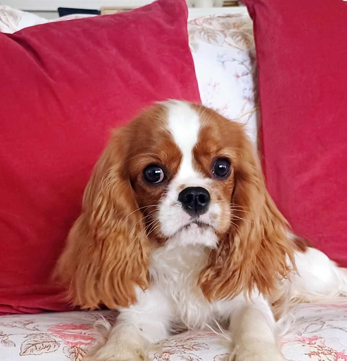 Suczka blenheim Cavalier King Charles Spaniel FCI