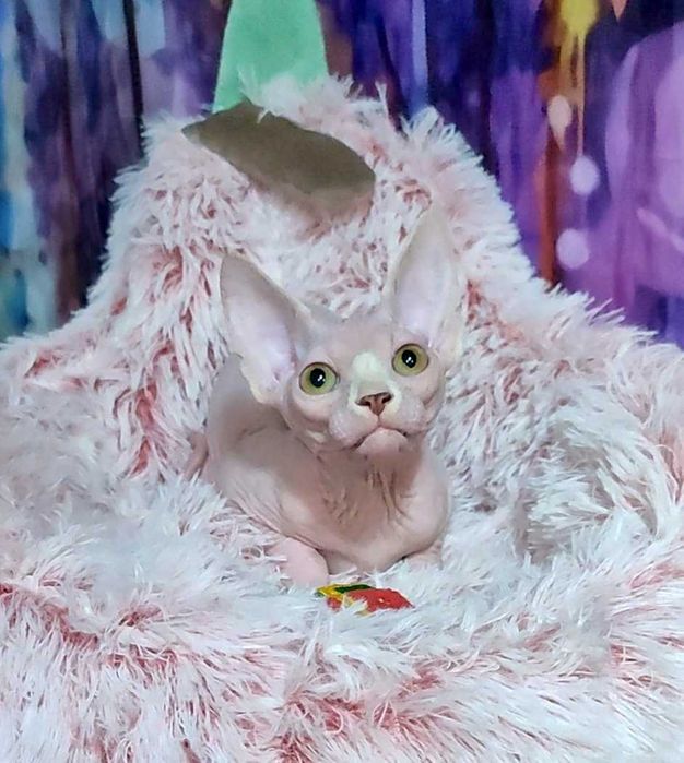 Канадський сфінкс хлопчик Джокер