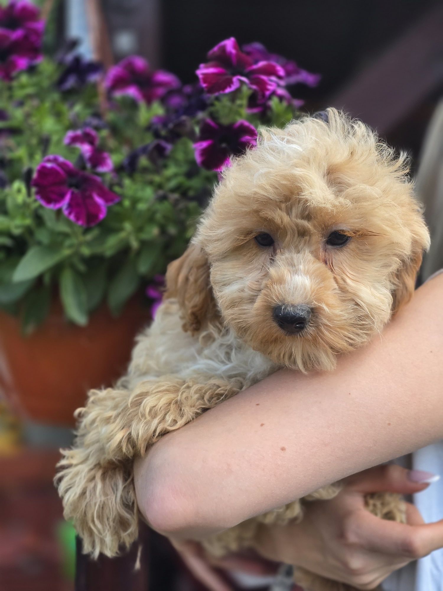Maltipoo f1 piesek szczeniak do odbioru szczenię