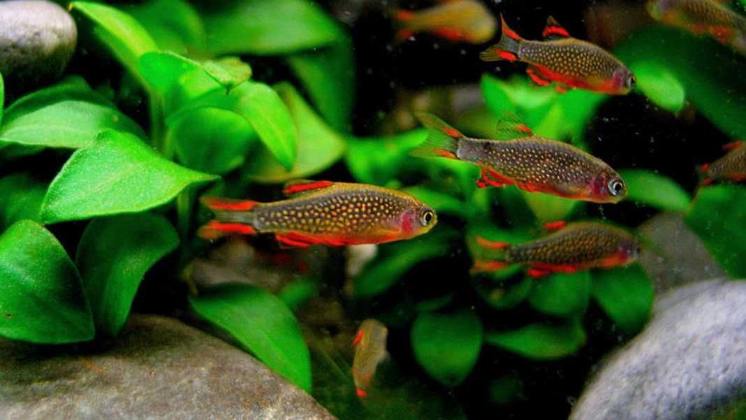 DUŻE razbory GB Microrasbora Galaxy razbora galaxy Danio margaritatus