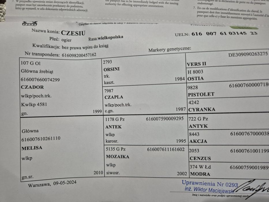 Koń wałach 2,5 roku