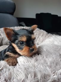 Szczeniak rasy Yorkshire Terrier