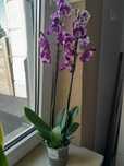 Storczyk phalaenopsis kwitnący kropki łaciaty wiśniowy