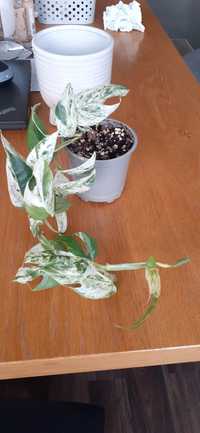 Epipremnum marble variegata
Cała roślinka 
Cena 55zł 
Możliwa wysyłka