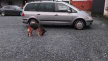 Ford galaxy 19 tdi 116 km 2002 r