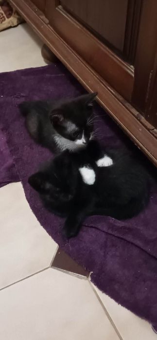 Gatinhos bebés para adoção responsável