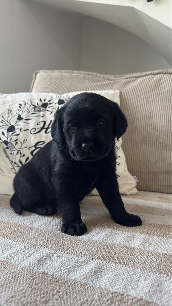 Czarny labrador retriever Nelson