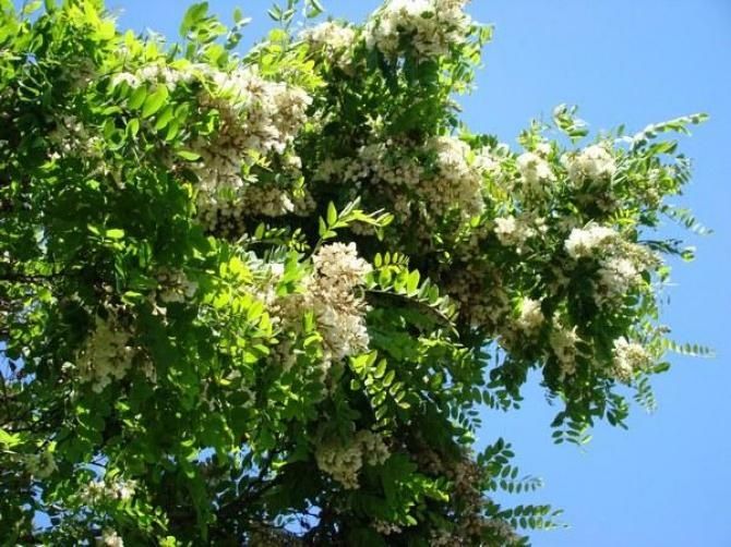 Robinia Akacjowa (Pseudoacacia) obwód 8-10cm, wys. 3-4m, z gruntu