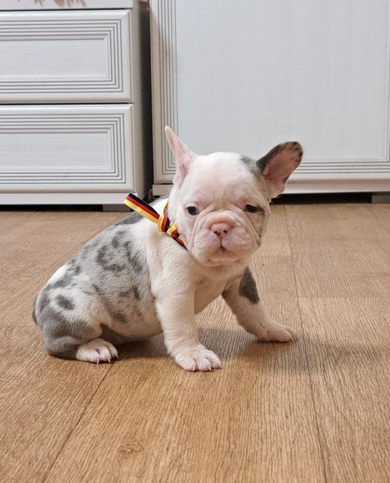 Вязка французский бульдог