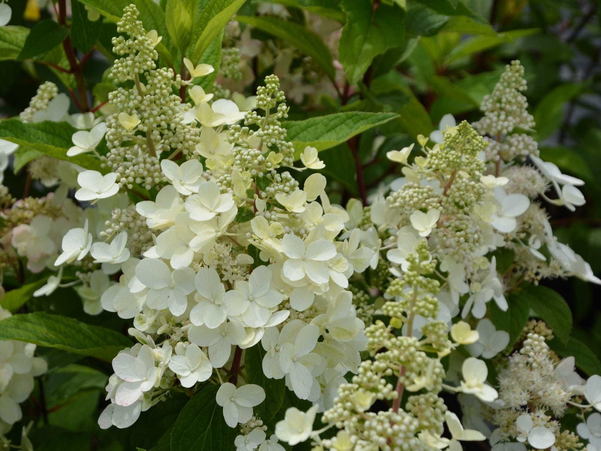 Hortensja bukietowa Tardiva  biała ażurowe kwiatostany