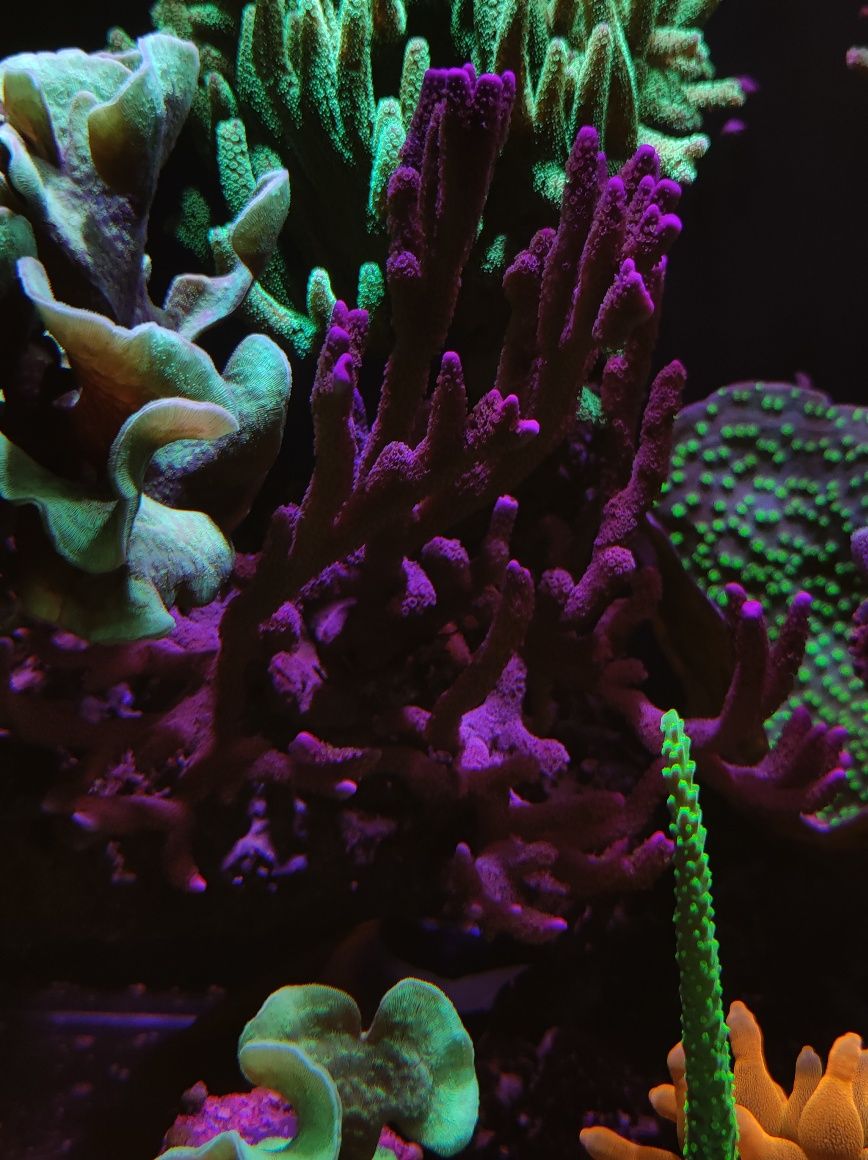 Montipora Digitata Purple
