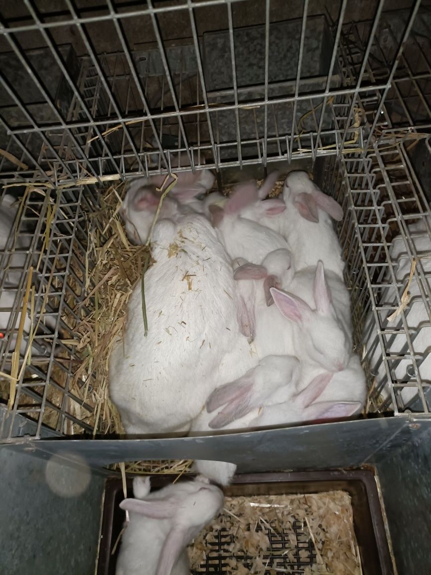 Coelhos para carne