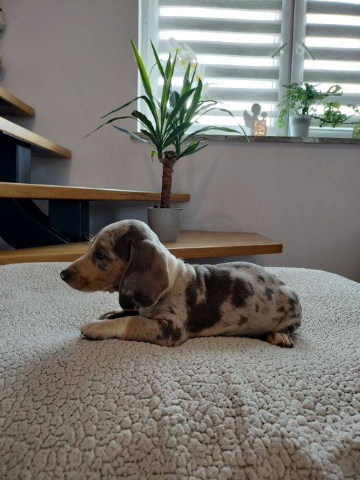 Sprzedam pieska (chłopca) Jamnik Krótkowłosy Standardowy Merle