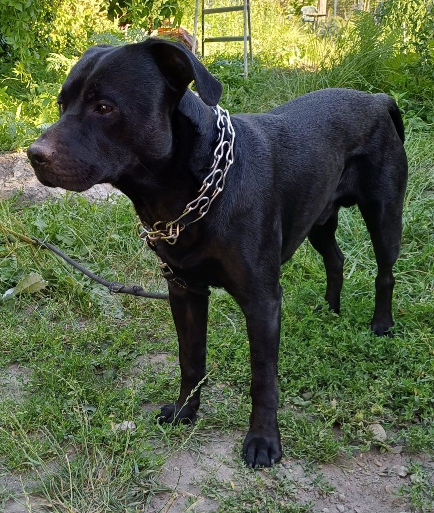 Mieszaniec labradora