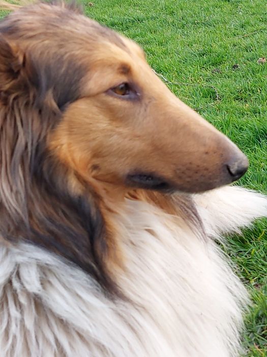 Owczarek szkocki śniadą auczka