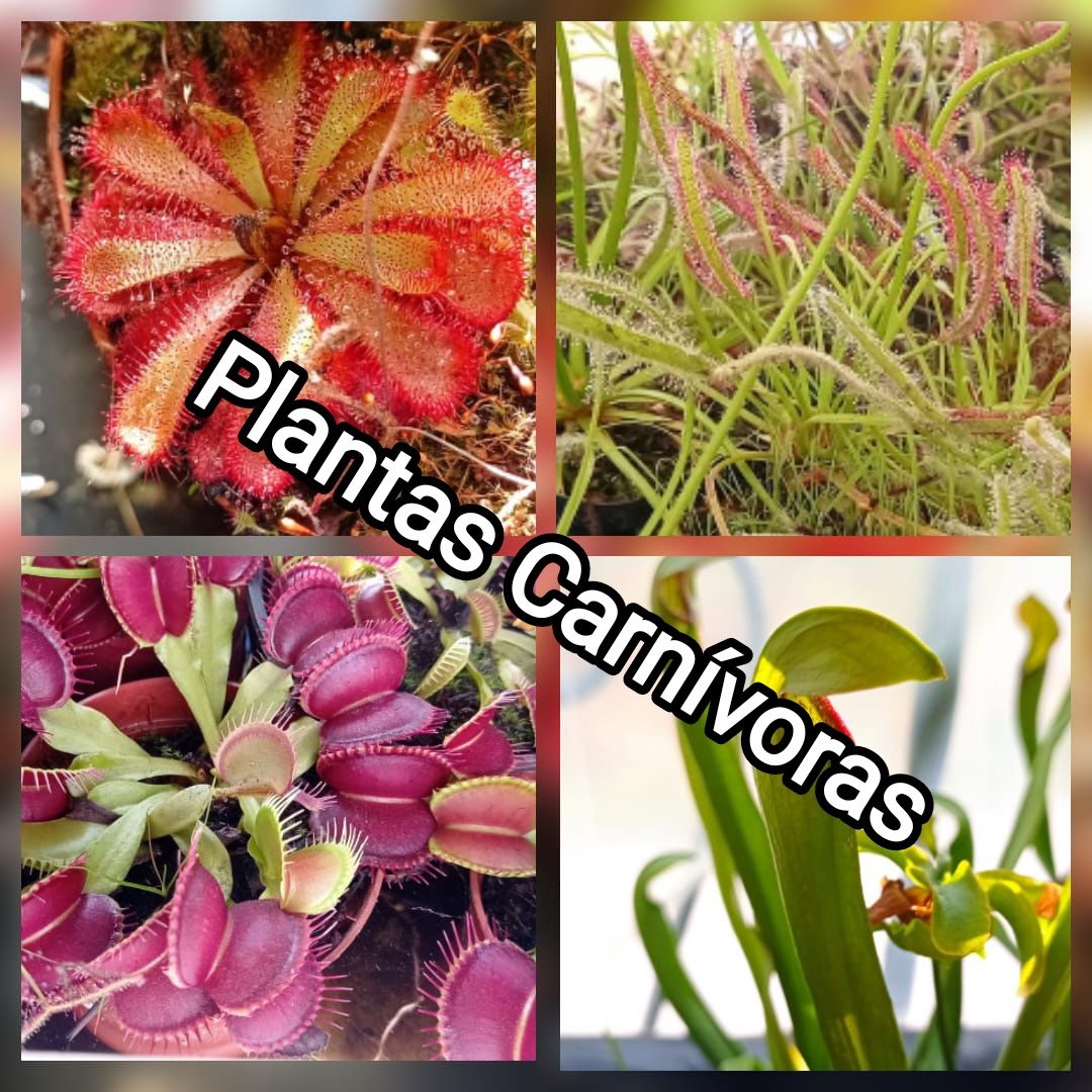 Plantas Carnívoras