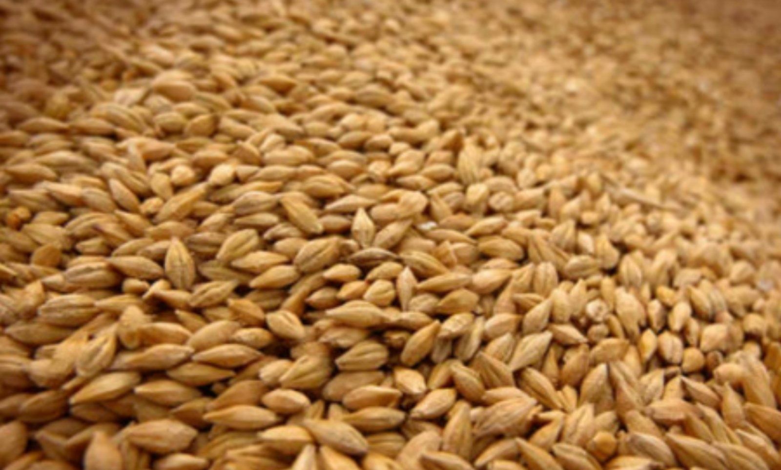 Пшениця яра насіння, ячмінь, зернові