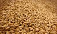 Пшениця яра насіння, ячмінь, зернові