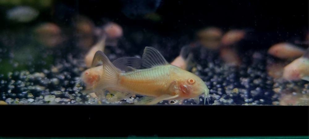 Kirysek spiżowy albino