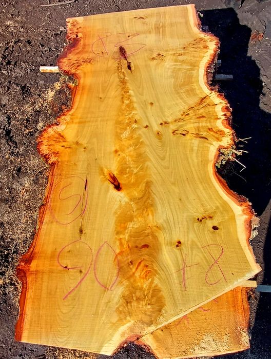 Topola czeczot blat na stół monolit foszt