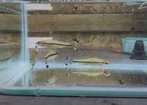 Barbo Torpedo cores fantasticas