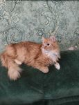 Кошенята шукають батьків (котята)