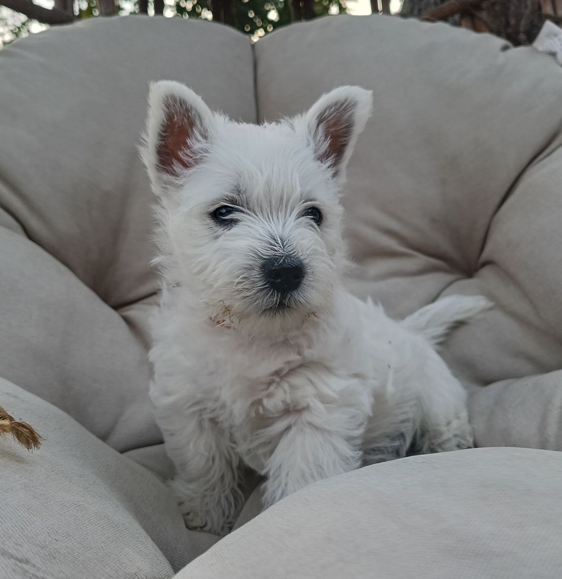 West highland white terrier ZKwP FCI suczka