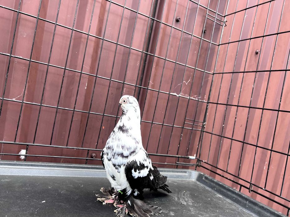 Motyl Warszawski 2023r Samica