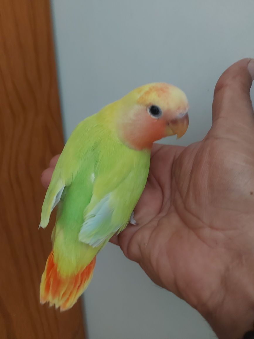 Agapornis domesticado