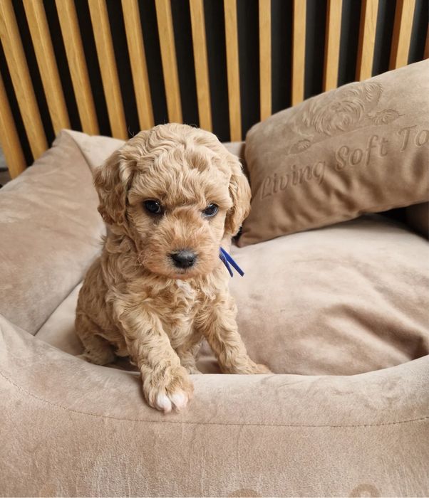 Наймиліше цуценя Мальтипу - вакцинований за віком, є паспорт