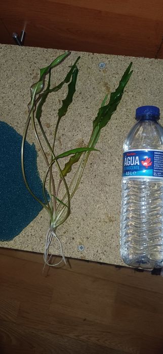 Plantas de aquário