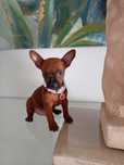 Pinscher Miniatura