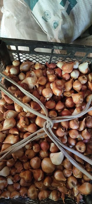 Продам луковицы тюльпана