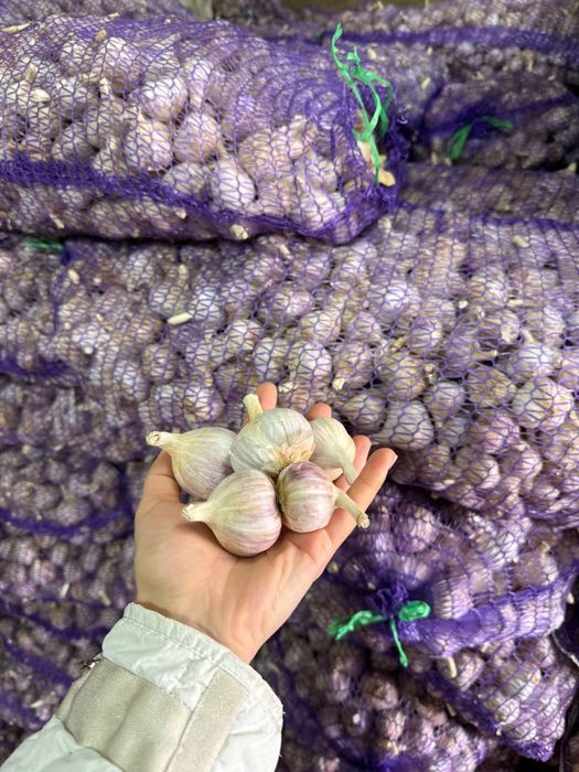 Продам дрібний часник/товарний/на посадку/чеснок