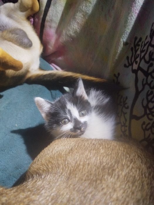 Dou gatinhos para família responsável.